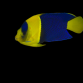 Centropyge bicolor 5-6cm