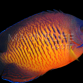 Centropyge bispinosa 3-5cm