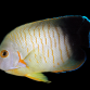 Centropyge eibli 5-8 cm
