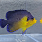 Centropyge venusta