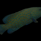 Cephalopholis argus 5-10 cm
