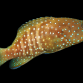 Cephalopholis cyanostigma 5-8 cm