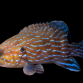 Cephalopholis formosa 15-18 cm