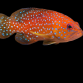 Cephalopholis miniata 8-10 cm
