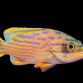 Cephalopholis polleni 10-15 cm