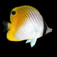 Chaetodon auriga 10-15 cm