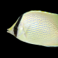 Chaetodon citrinellus 4-7 cm