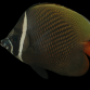 Chaetodon collare 10-12cm