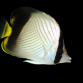 Chaetodon decussatus 7-10 cm