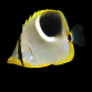 Chaetodon ephippium Adulte 7-10 cm