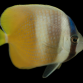 Chaetodon kleinii 7-10 cm