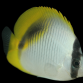 Chaetodon lineolatus 7-10cm