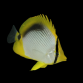 Chaetodon melannotus 7-10 cm