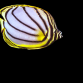 Chaetodon meyeri Adulte 7-10 cm