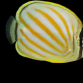 Chaetodon ornatissimus 7-10 cm