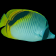Chaetodon oxycephalus 7-10 cm