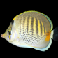 Chaetodon punctatofasciatus 7-10 cm