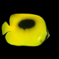 Chaetodon speculum 7-10 cm