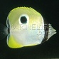 Chaetodon unimaculatus