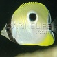 Chaetodon unimaculatus