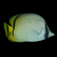 Chaetodon vagabundus 4-7 cm