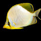 Chaetodon xanthocephalus 5-8cm