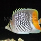 Chaetodon xanthurus