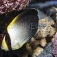 Chaetodontoplus mesoleucus Adulte