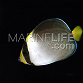 Chaetodontoplus mesoleucus Adulte 6-8 cm
