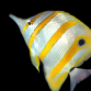 Chelmon rostratus 6-10 cm