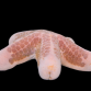 Choriaster granulatus 18-20 cm