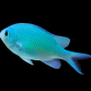 Chromis viridis 3-4 cm