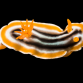 Chromodoris magnifica 3-4cm