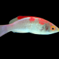 Cirrhilabrus adornatus M&acirc;le 5-7 cm