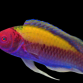 Cirrhilabrus aurantidorsalis M&acirc;le 6-8 cm