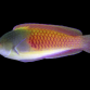 Cirrhilabrus cyanopleura 4-6cm