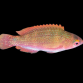 Cirrhilabrus cyanopleura Femelle 3-5cm