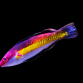 Cirrhilabrus naokoae M&acirc;le 4-6cm