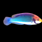 Cirrhilabrus solorensis M&acirc;le 5-6 cm Orange - jaune - bleu - vert