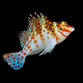Cirrhitichthys falco 4-6cm