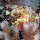 Cirrhitus pinnulatus