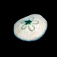Clypeaster spp 3-5cm