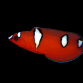 Coris gaimard Juv&eacute;nile 4-5 cm