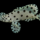 Cromileptes altivelis 8-12cm
