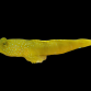 Cryptocentrus cinctus 4-6 cm