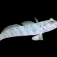 Cryptocentrus leptocephalus 6-8cm