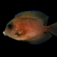 Ctenochaetus binotatus Adulte 5-8 cm