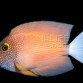 Ctenochaetus flavicauda 6-8cm