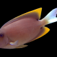 Ctenochaetus tominiensis Adulte 5-8 cm