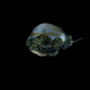Cypraea annulus ou moneta - Lot de 10